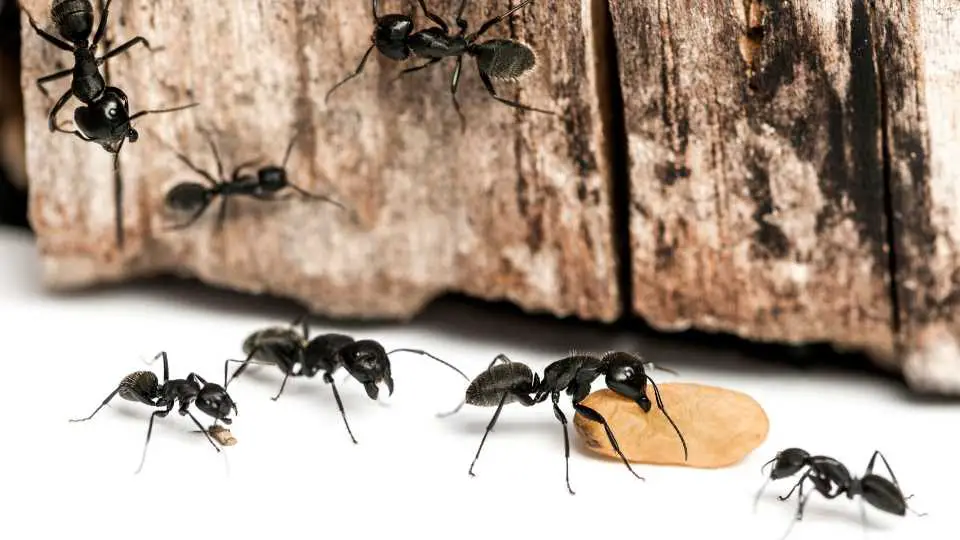 Bleach To Kill Ants