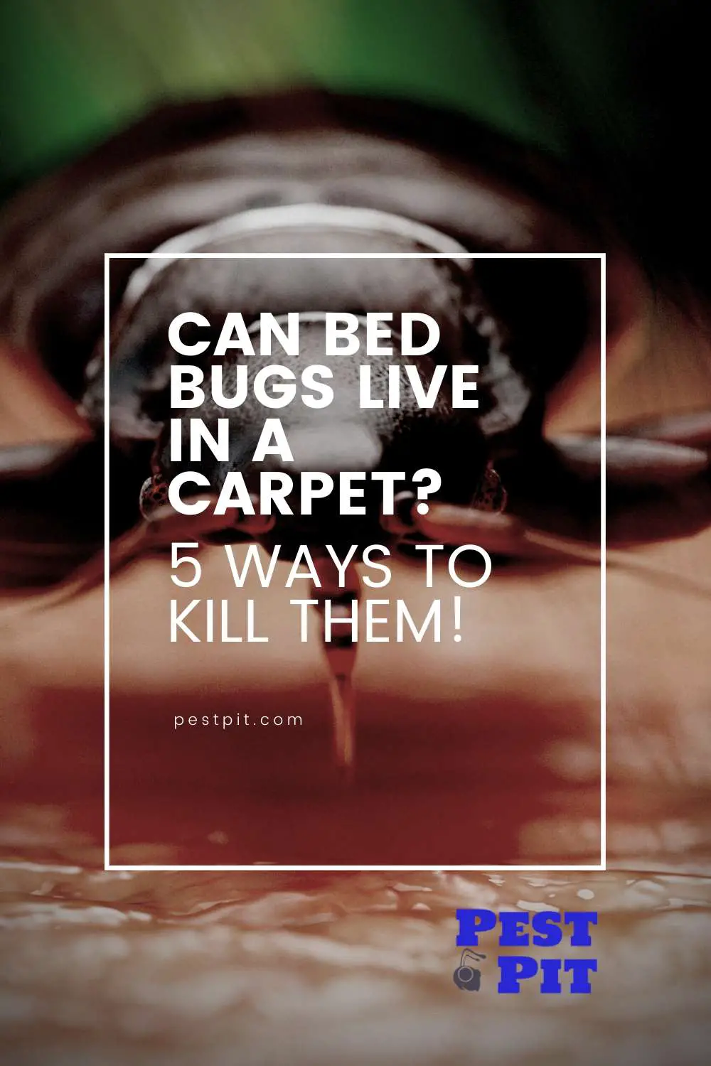 Can Bed Bugs Live In A Carpet