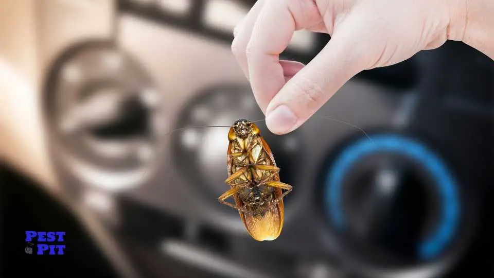 cockroach being held in car