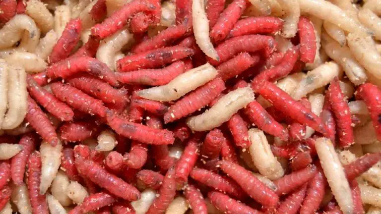 How To Get Rid Of Maggots On Trash