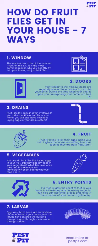 How Do Fruit Flies Get In Your House Infographic