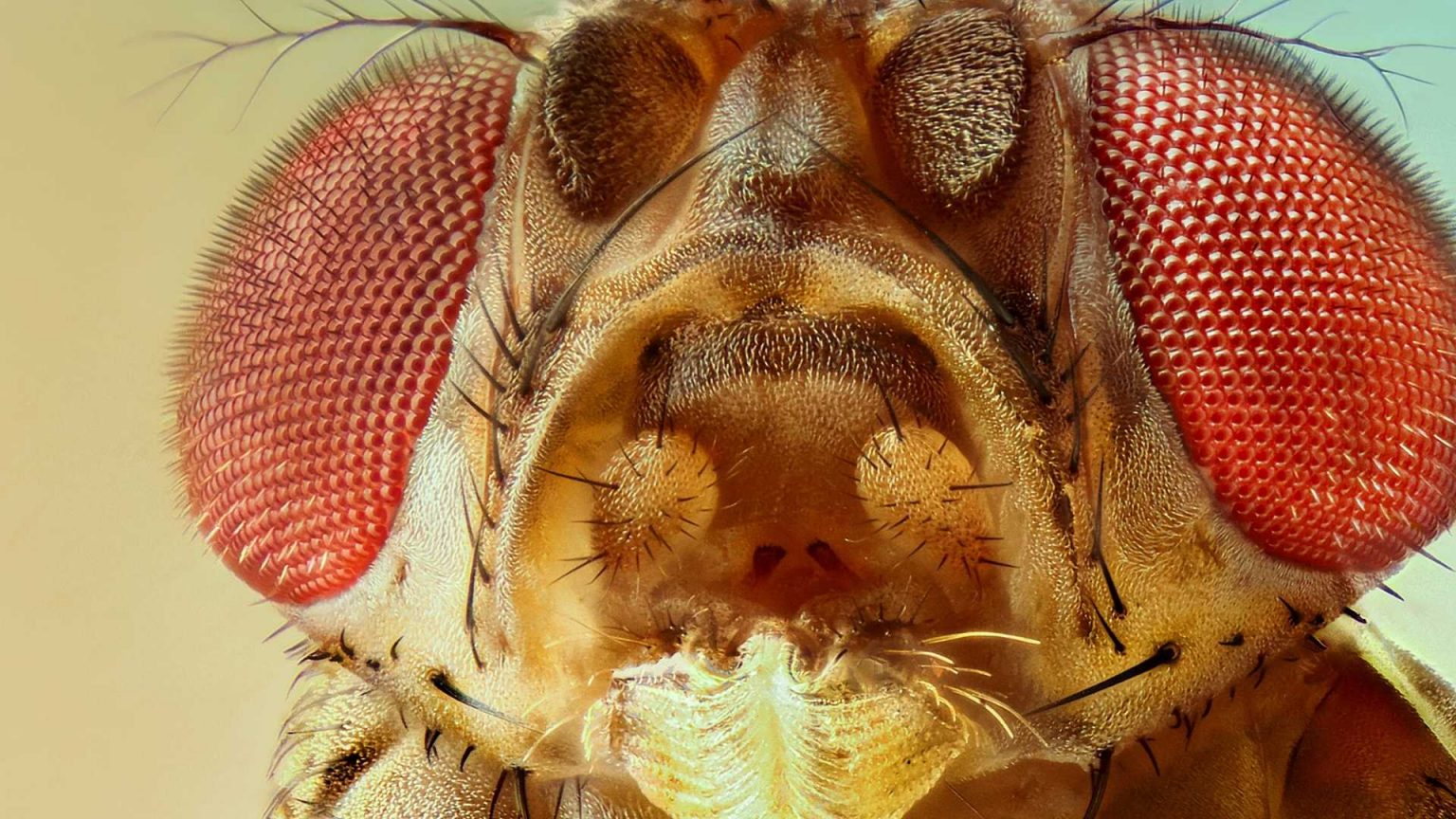 How Do Fruit Flies Get In Your House 7 Ways 1536x864 