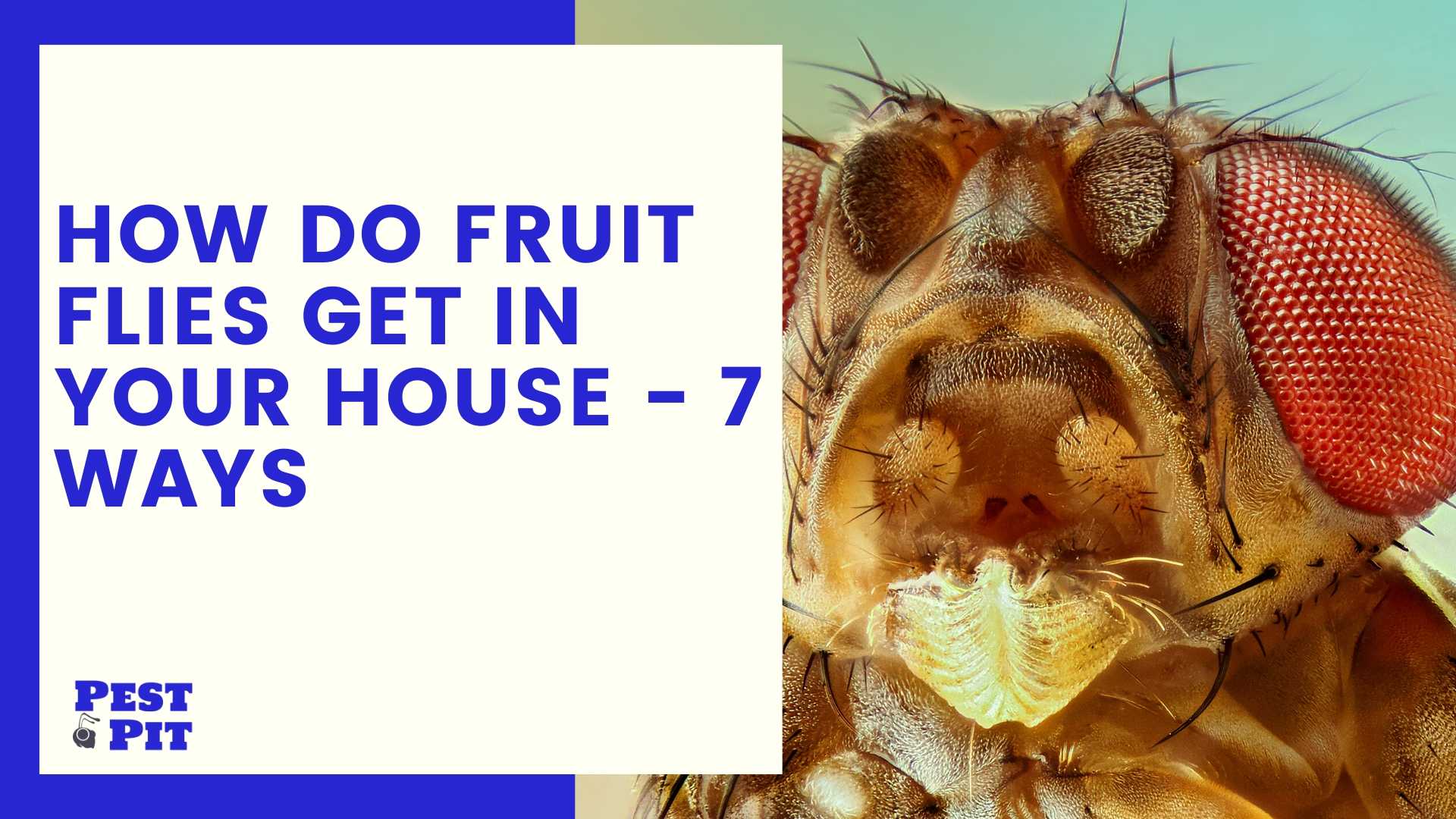 How Do Fruit Flies Get In Your House 7 Ways Pest Pit