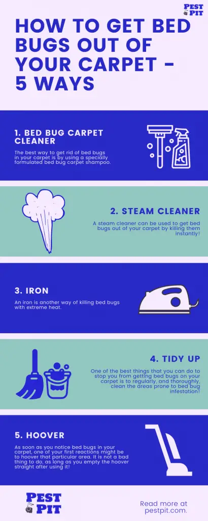 How To Get Bed Bugs Out Of Your Carpet Infographic