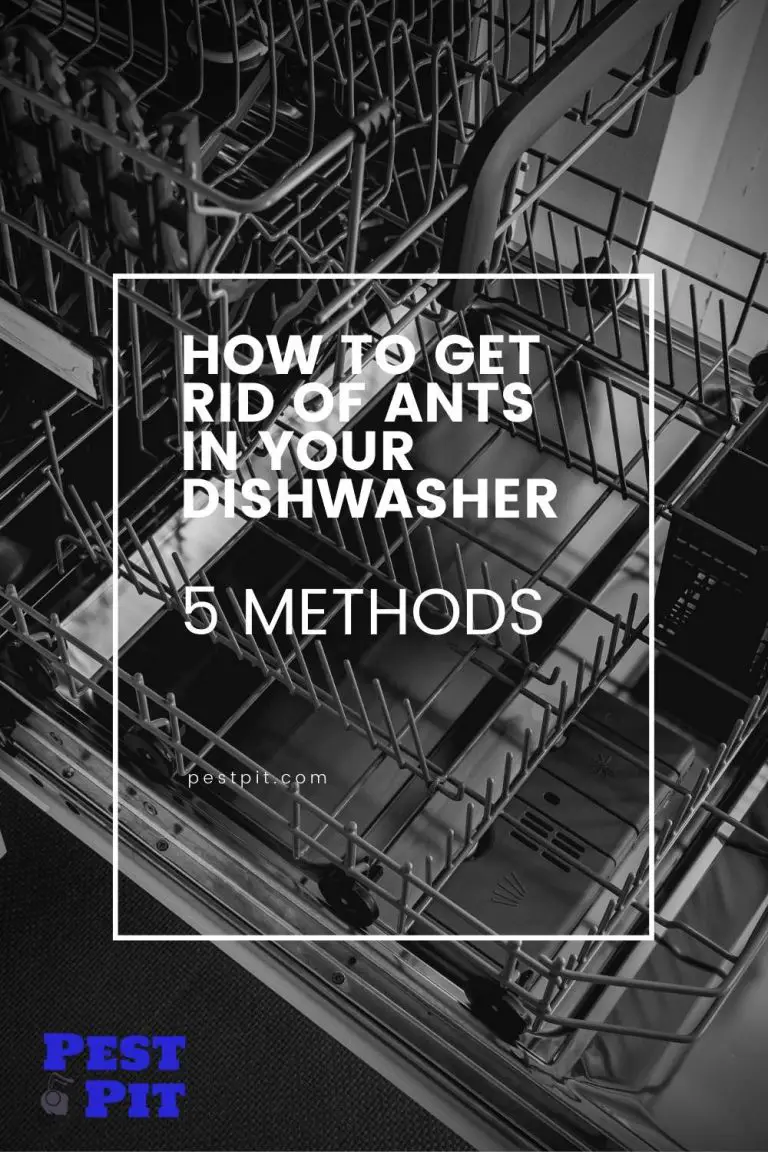 How To Get Rid Of Ants In Your Dishwasher 5 Methods Pest Pit