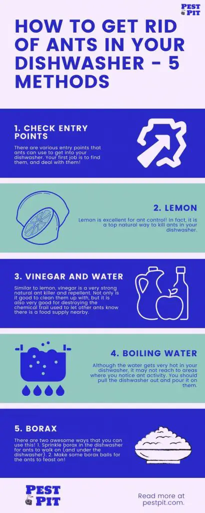 How To Get Rid Of Ants In Your Dishwasher Infographic