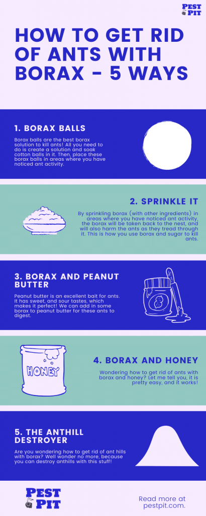 How To Get Rid Of Ants With Borax Infographic