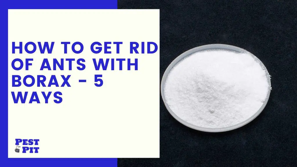 How To Get Rid Of Ants With Borax - 5 Ways