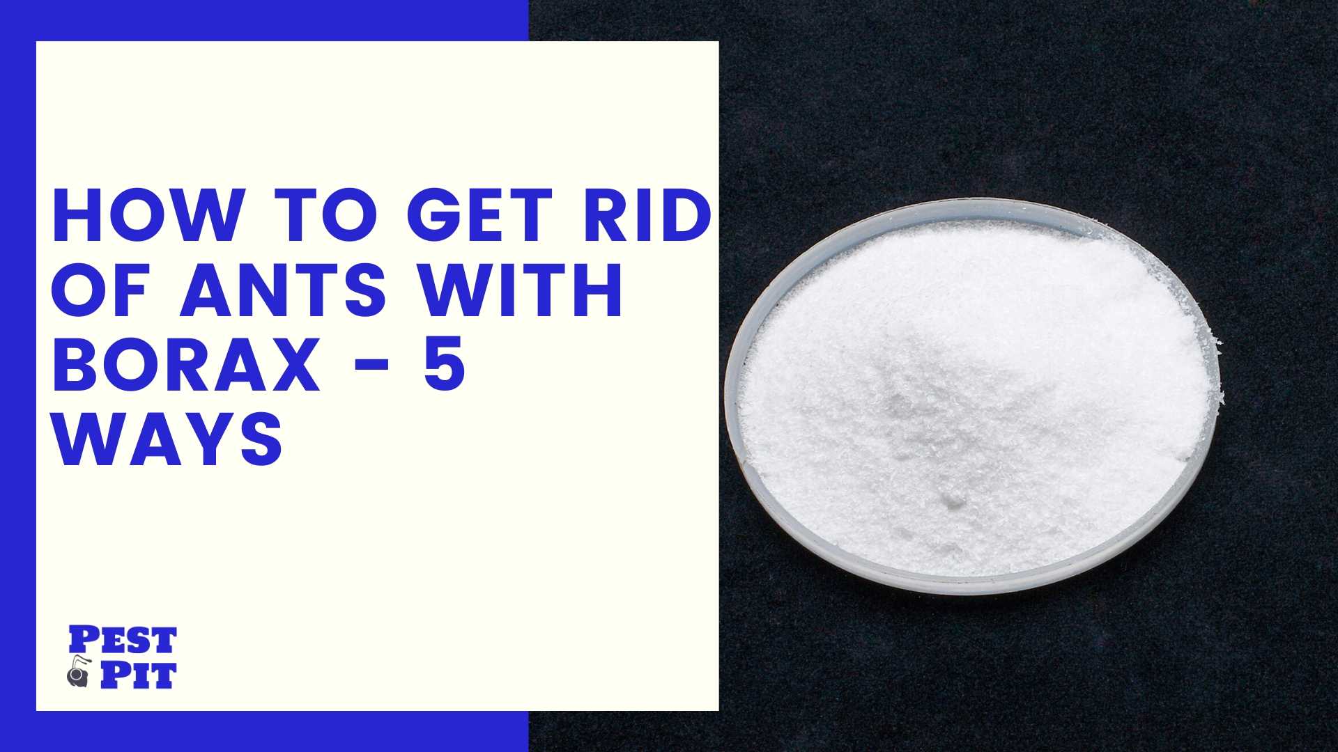 How To Get Rid Of Ants With Borax 5 Ways Pest Pit