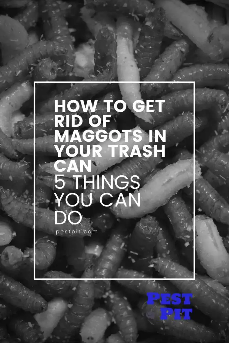 How To Get Rid Of Maggots In Trash Can Bleach at David blog