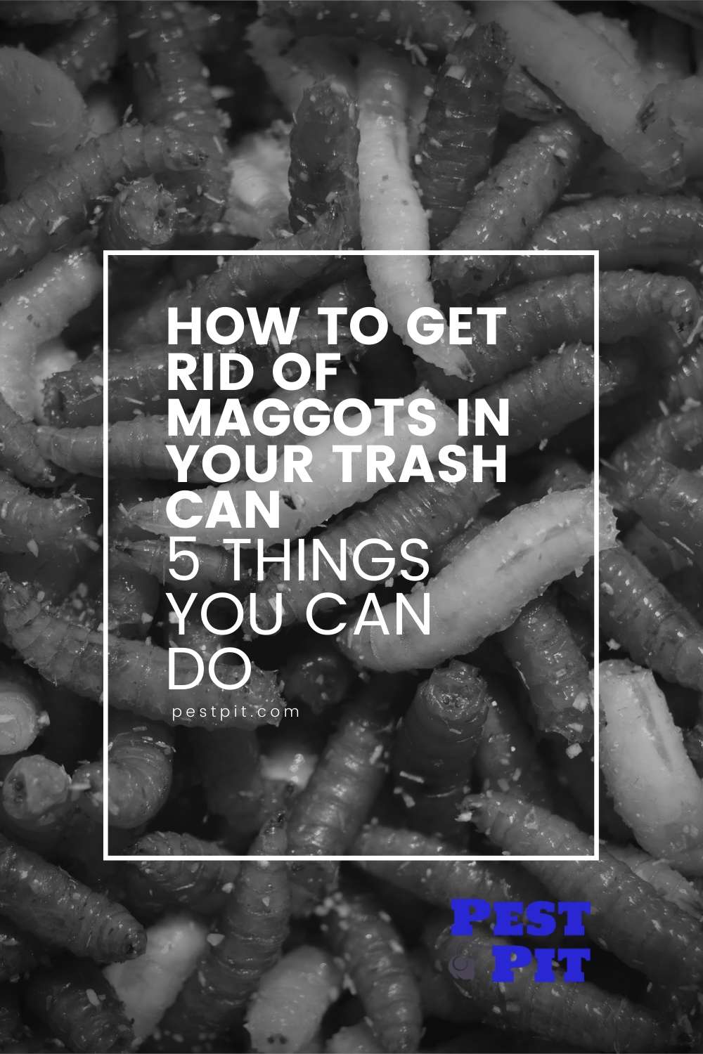 How To Get Rid Of Maggots In Your Trash Can Pest Pit