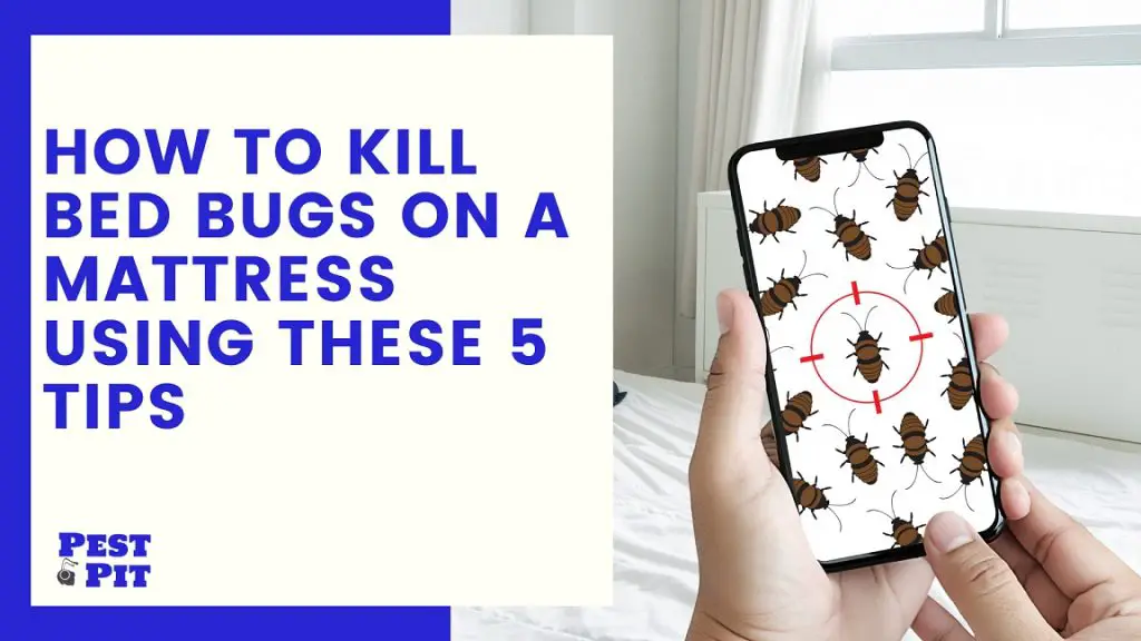 How To Kill Bed Bugs on a Mattress Using These 5 Tips