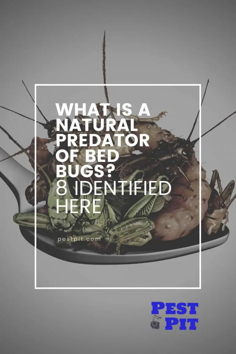 What Is A Natural Predator Of Bed Bugs? 8 Identified Here Pest Pit