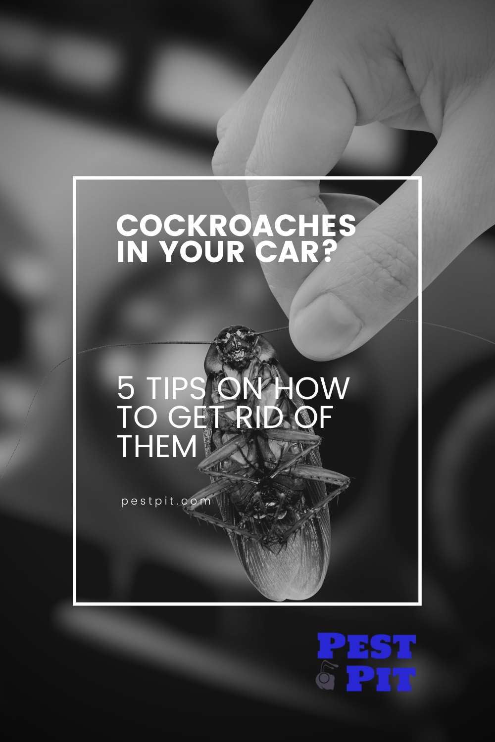 Cockroaches In Your Car? 5 Tips On How To Get Rid Of Them 2 how to get rid of cockroaches in your car