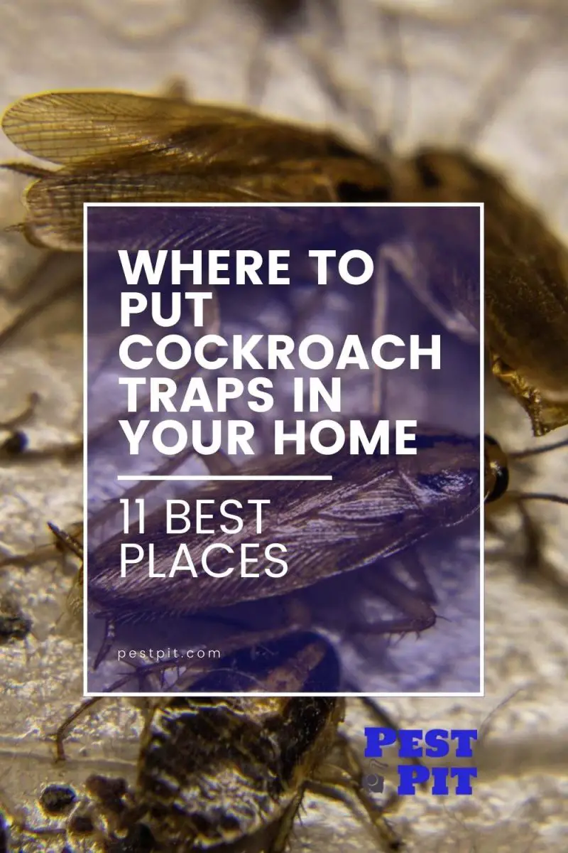 Where to Put Cockroach Traps in Your Home 11 Places Pest Pit