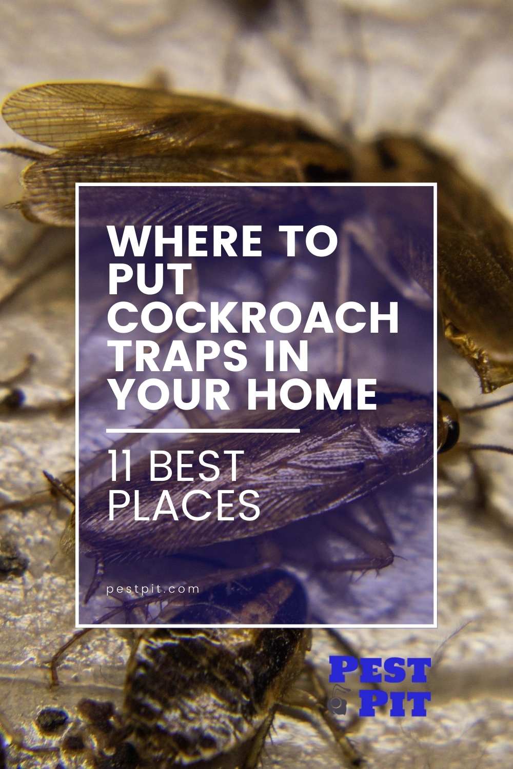 Where to Put Cockroach Traps in Your Home