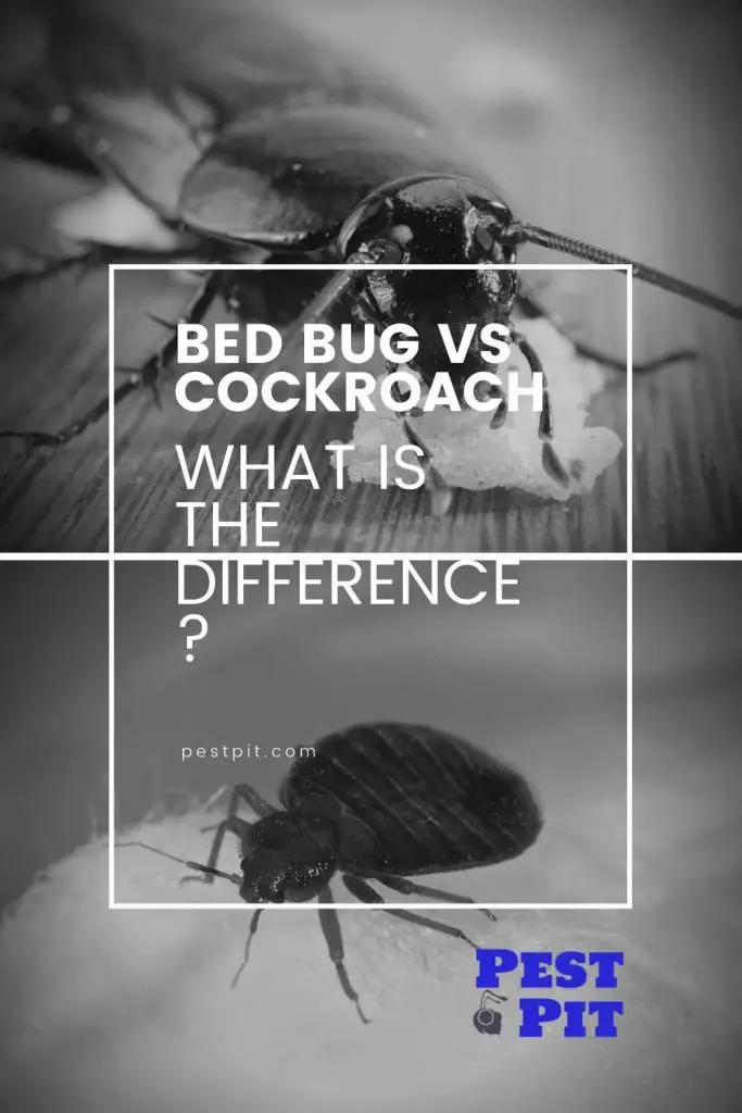 Roach v bed bugs the difference