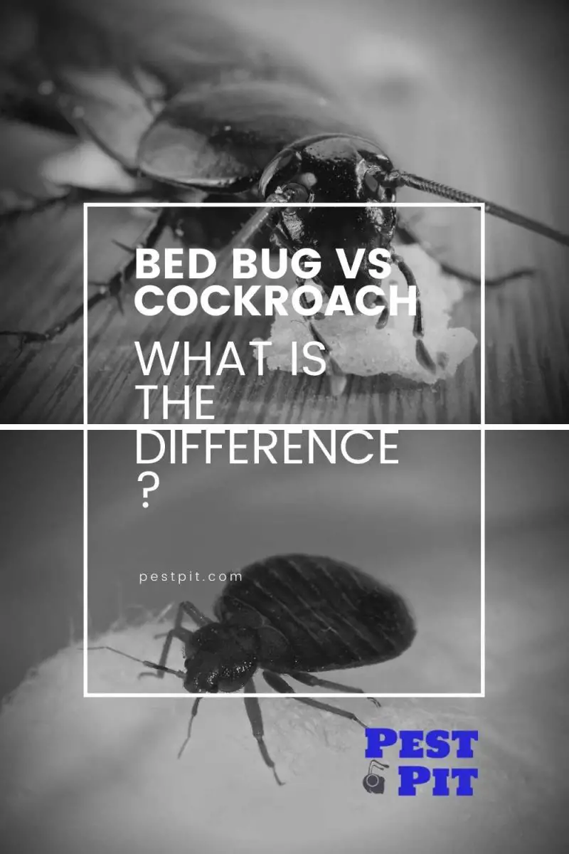 Bed Bug vs Cockroach What Is The Difference? Pest Pit