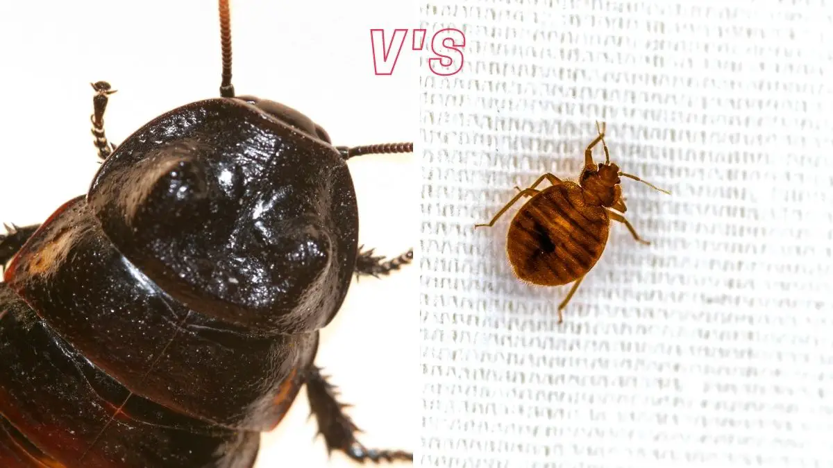 cockroach v bed bug