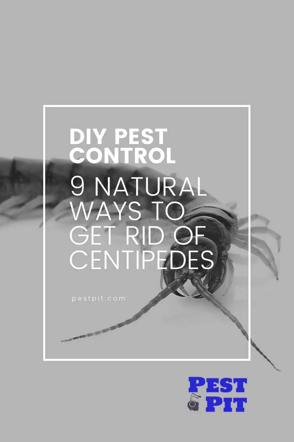 9 Natural Ways To Get Rid Of Centipedes