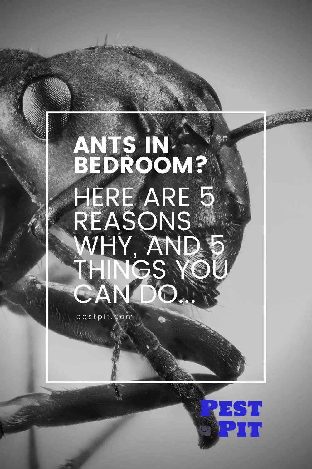 Ants In Bedroom - 5 reasons why and 5 things you can do