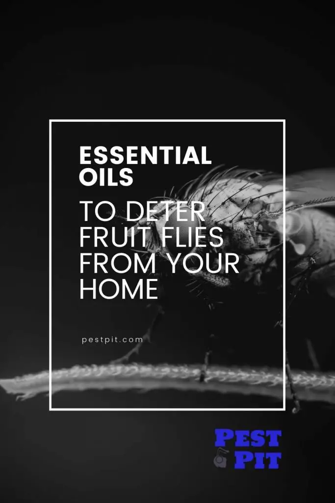 5 Essential Oils To Repel Fruit Flies From Your Home Pest Pit