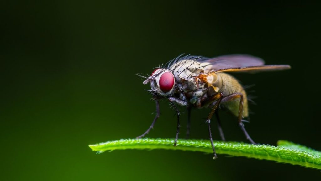 5 Essential Oils To Repel Fruit Flies From Your Home Pest Control