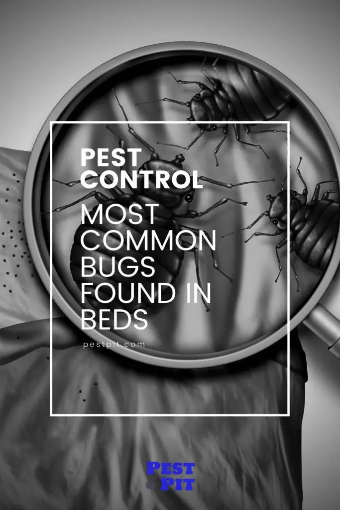 most common bugs found in beds