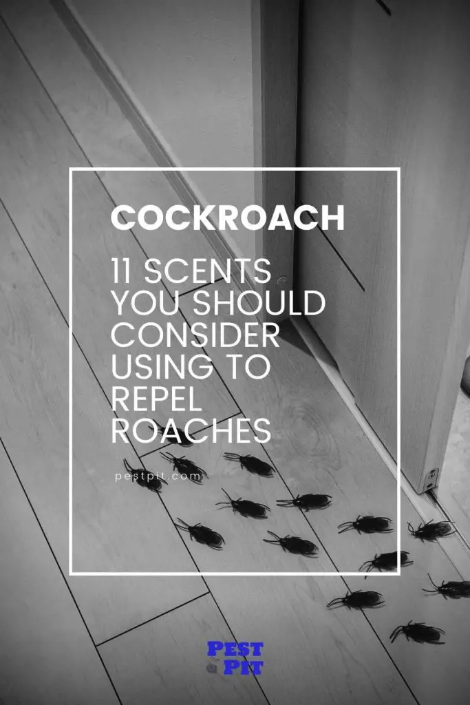 scents to repel roaches