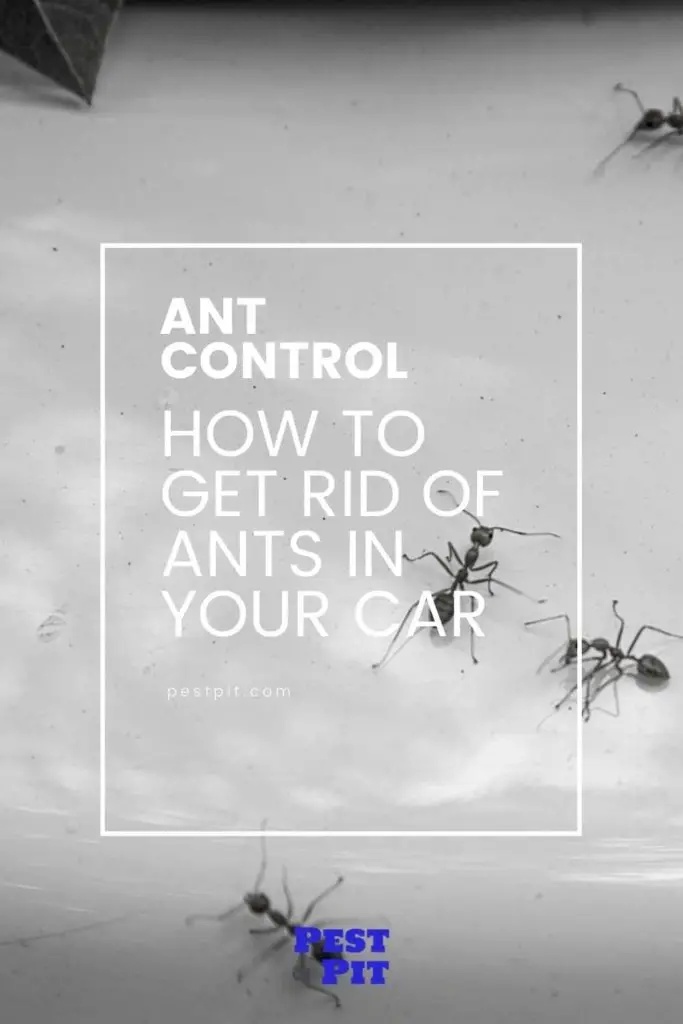 How To Get Rid Of Ants In Your Car