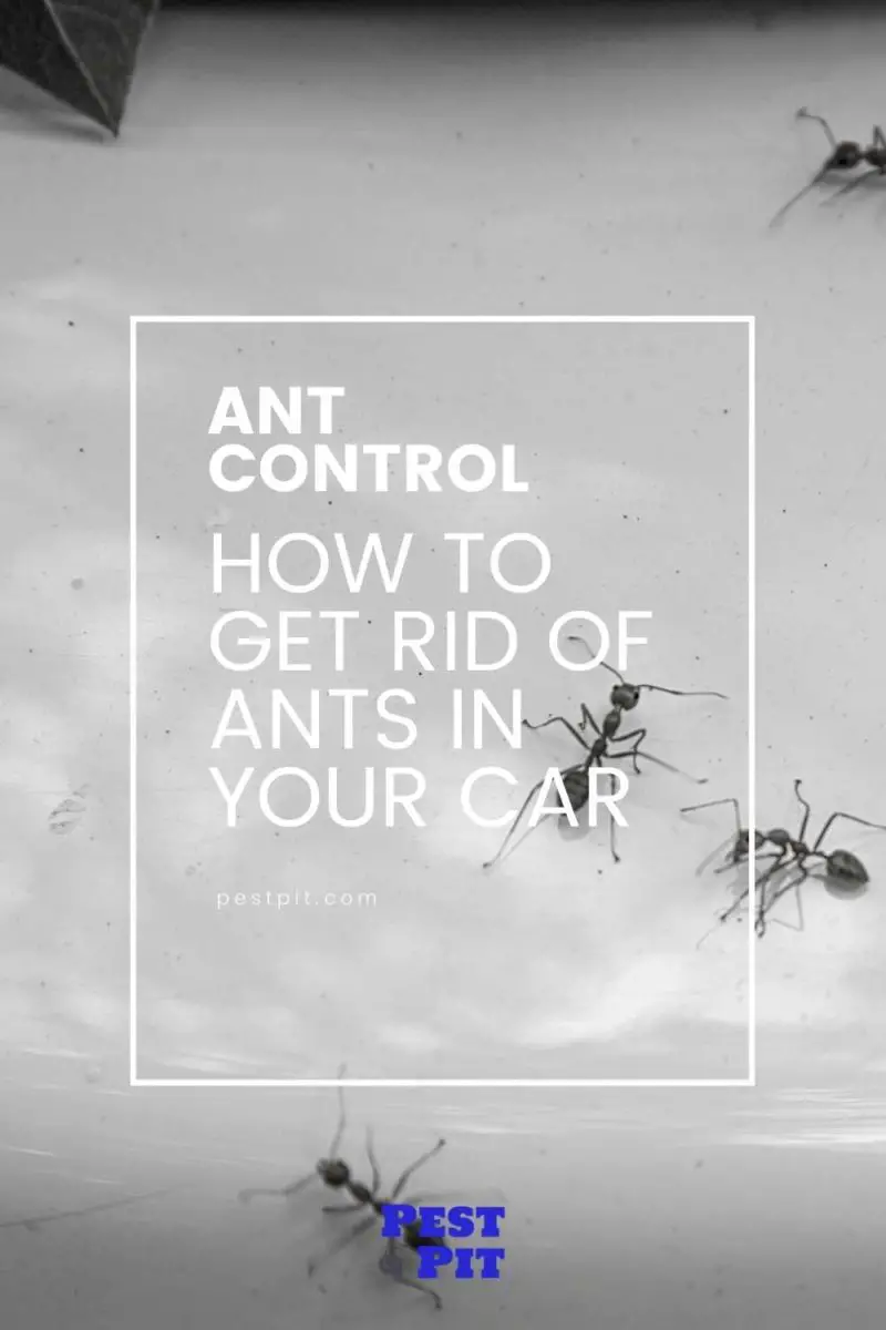 How To Get Rid Of Ants In Your Car Pest Pit   How To Get Rid Of Ants In Your Car 800x1200 