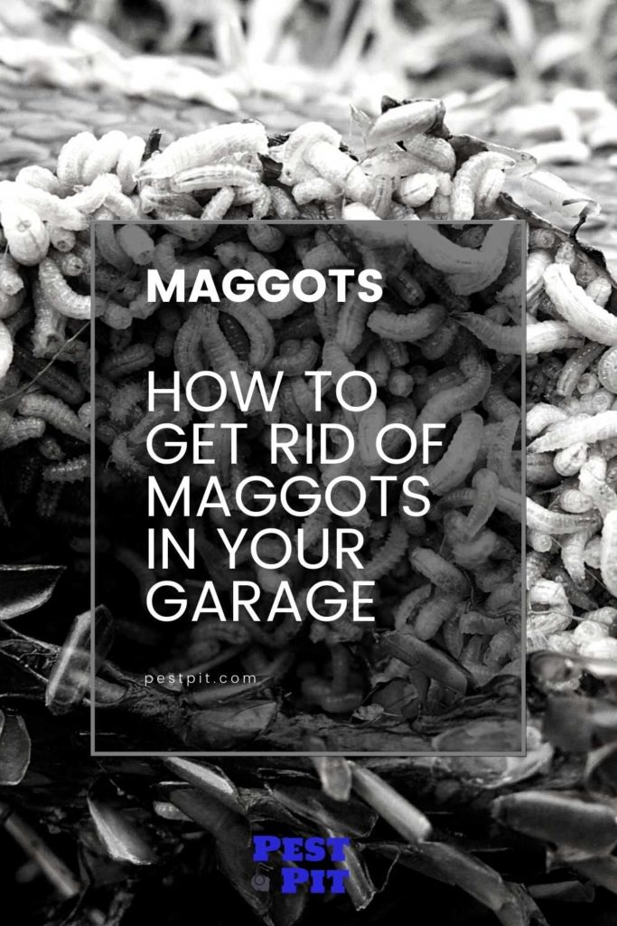 How To Get Rid Of Maggots In Your Garage