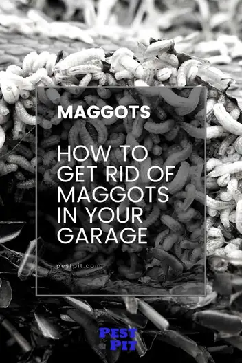 how to get rid of maggots in garage