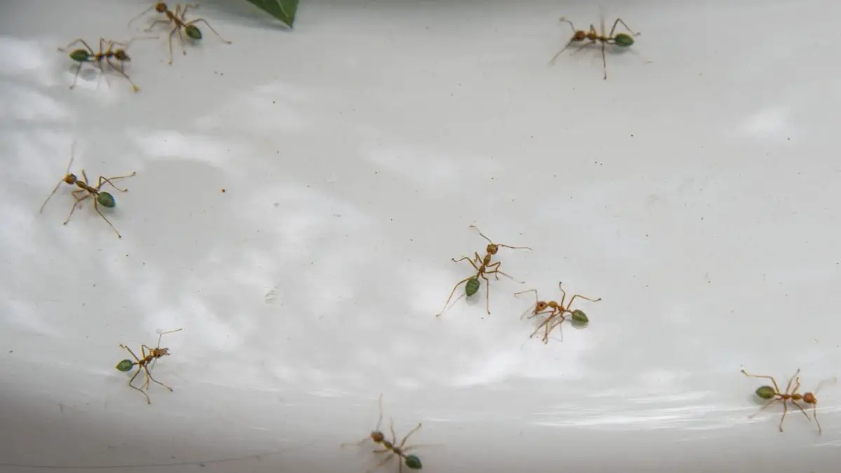 ants in a car