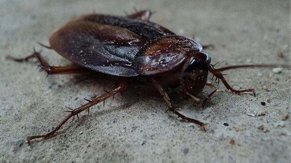 cockroach on garage floor