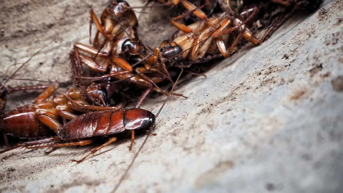 cockroaches on garage floor