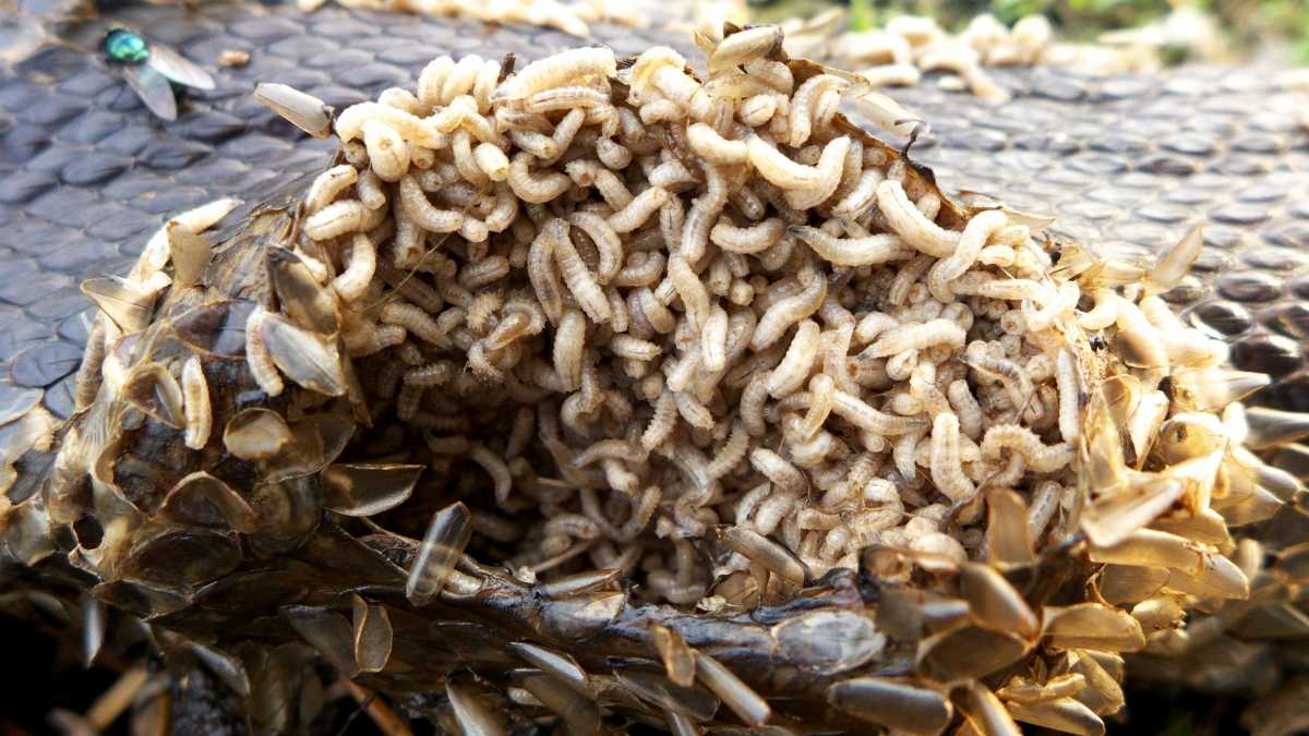 How To Get Rid Of Maggots In Garage Spaces