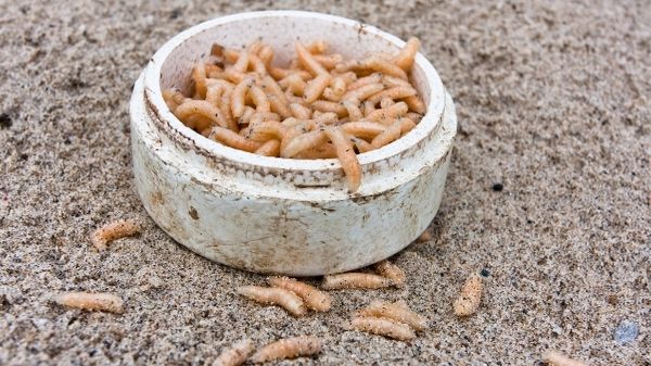 maggots in round container