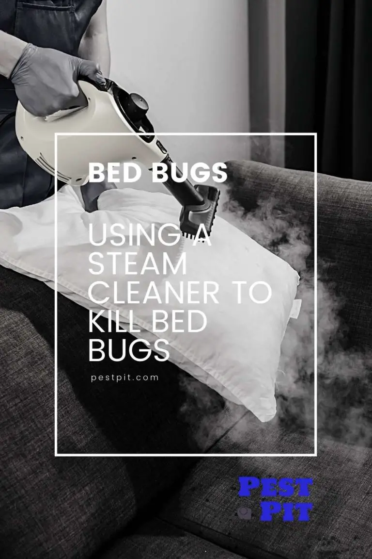 using-a-steam-cleaner-to-kill-bed-bugs-pest-pit