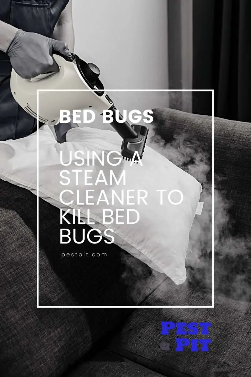 Using A Steam Cleaner To Kill Bed Bugs Pest Pit