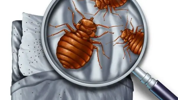 bed bugs illustration