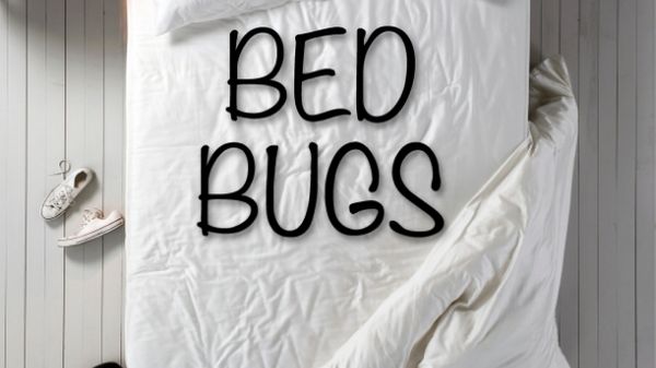 bed with the words bed bugs on in black