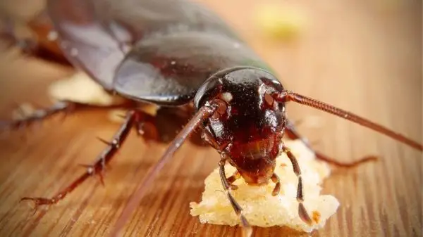 cockroach eating