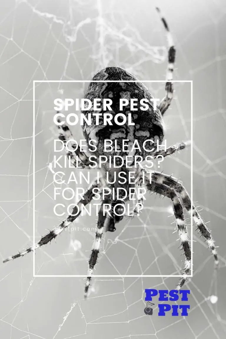 Does Bleach Kill Spiders? How Can I Use It For Spider Control? Pest Pit