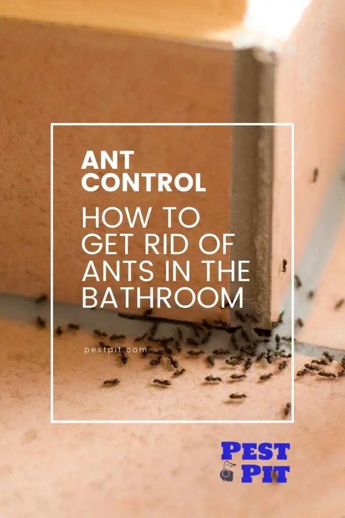 How To Get Rid Of Ants In The Bathroom And Stop Them From Coming Back ...