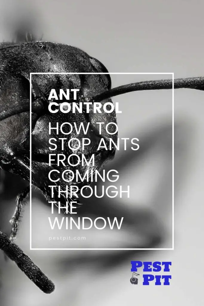 How To Stop Ants From Coming Through The Window