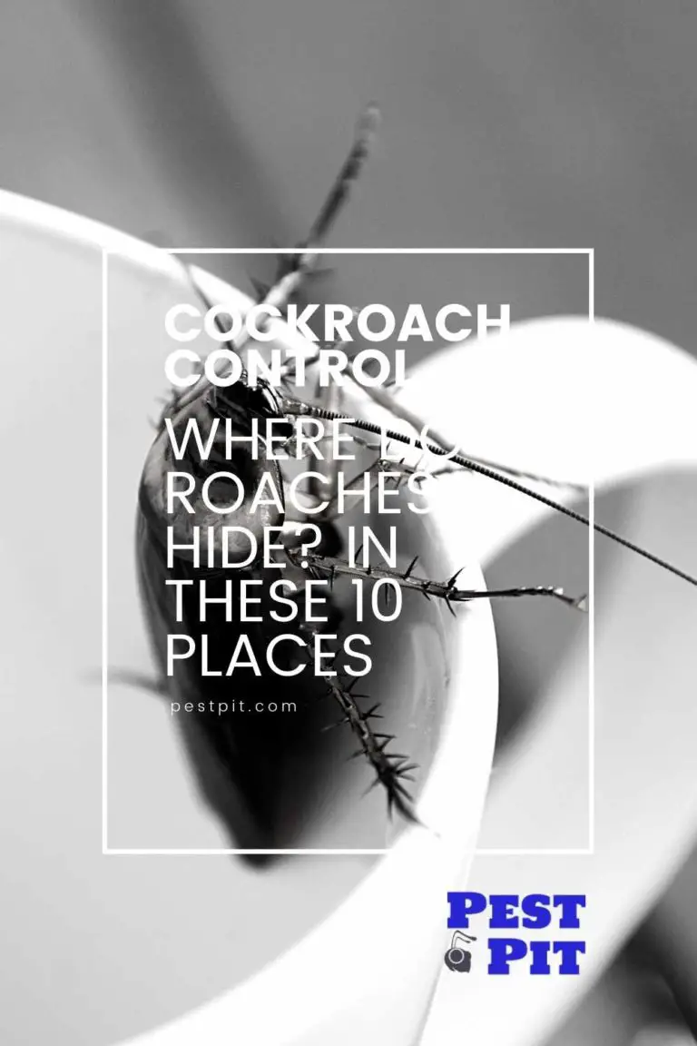 Where Do Roaches Hide? In One Of These 10 Places Pest Pit