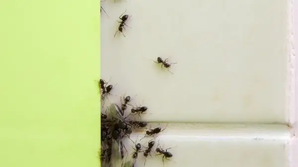 ants near window frame