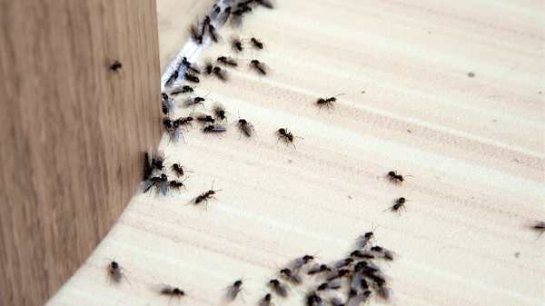 ants of a floor in a house