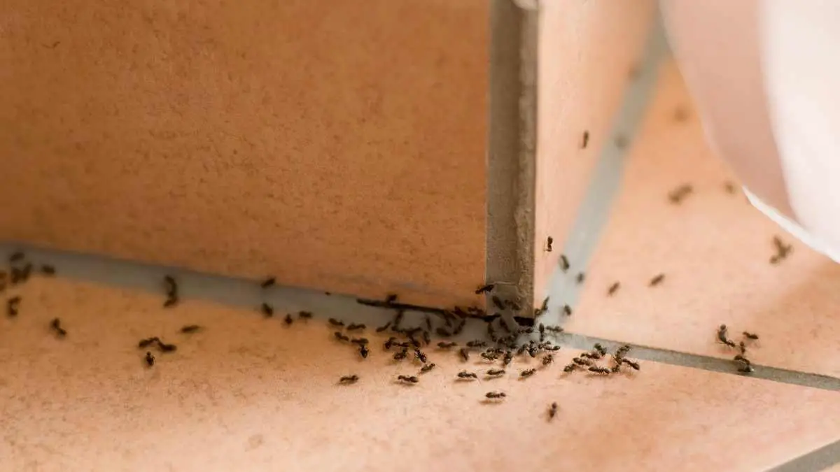 ants the bathroom floor